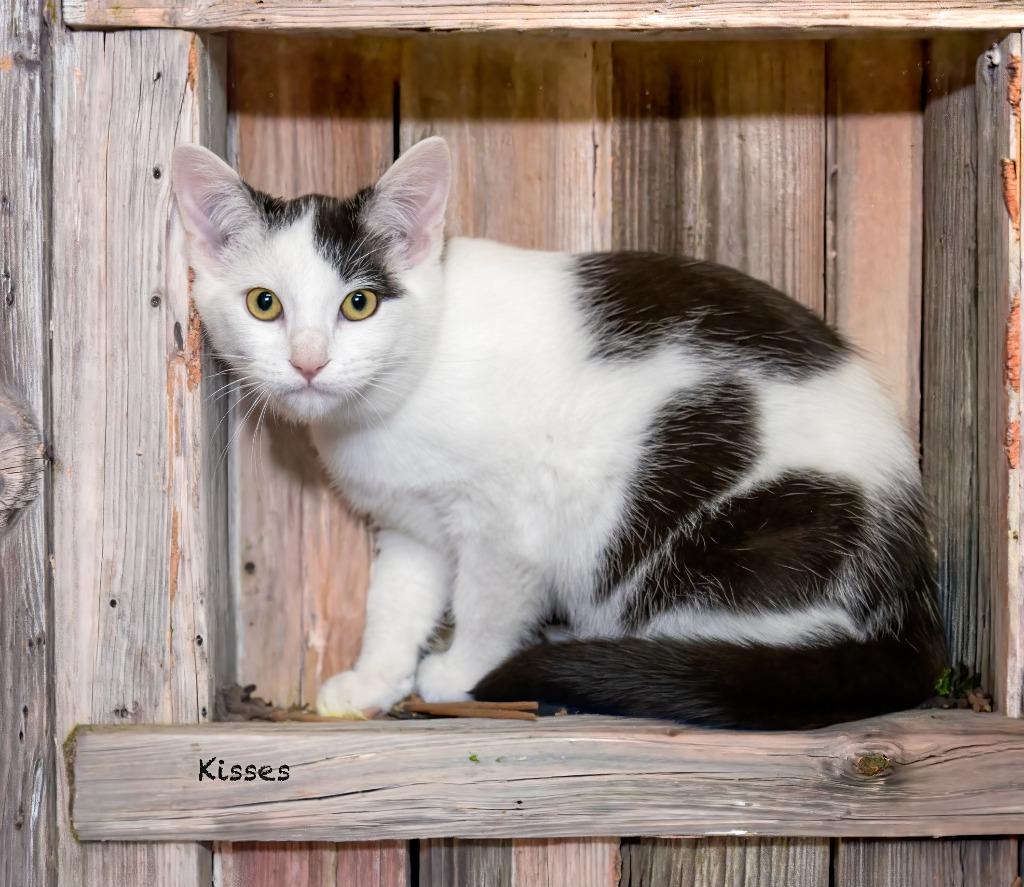 Kisses, Adoptable, Kitten Female Domestic Short Hair.
