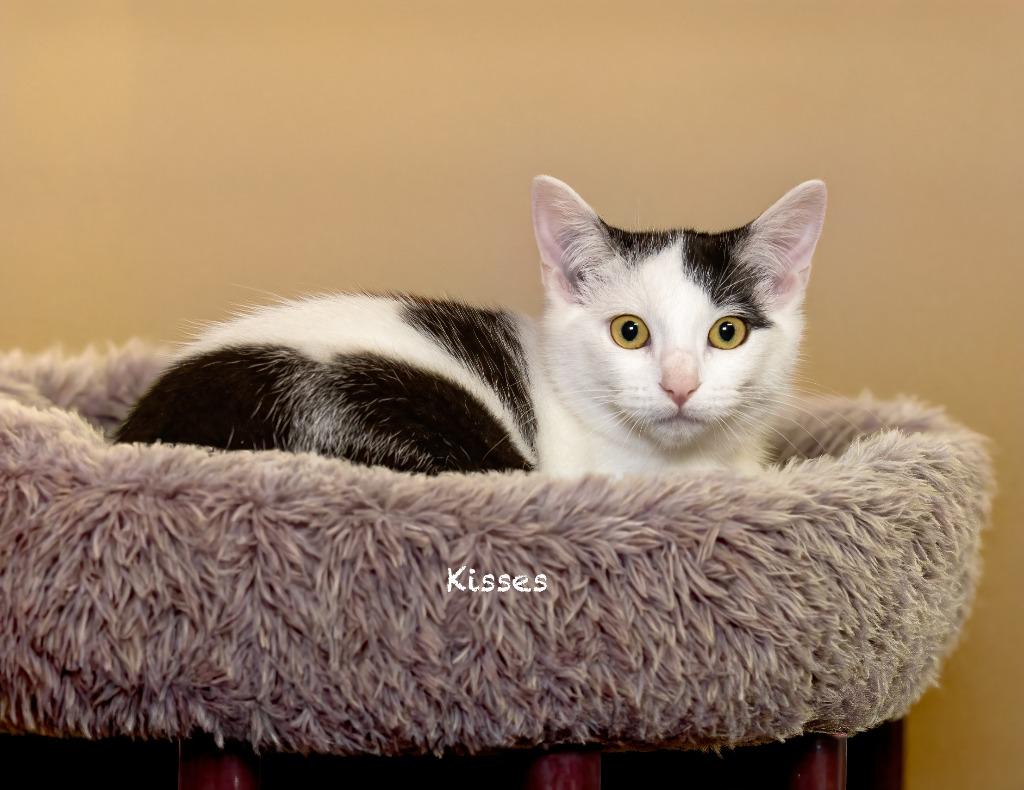 Enlarge Kisses, a Adoptable mixed breed in Hot Springs Village, AR image 1/2