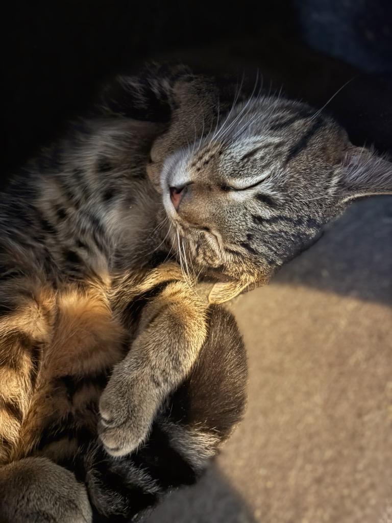 Enlarge Onion, a Adoptable mixed breed in Parsons, WV image 3/3