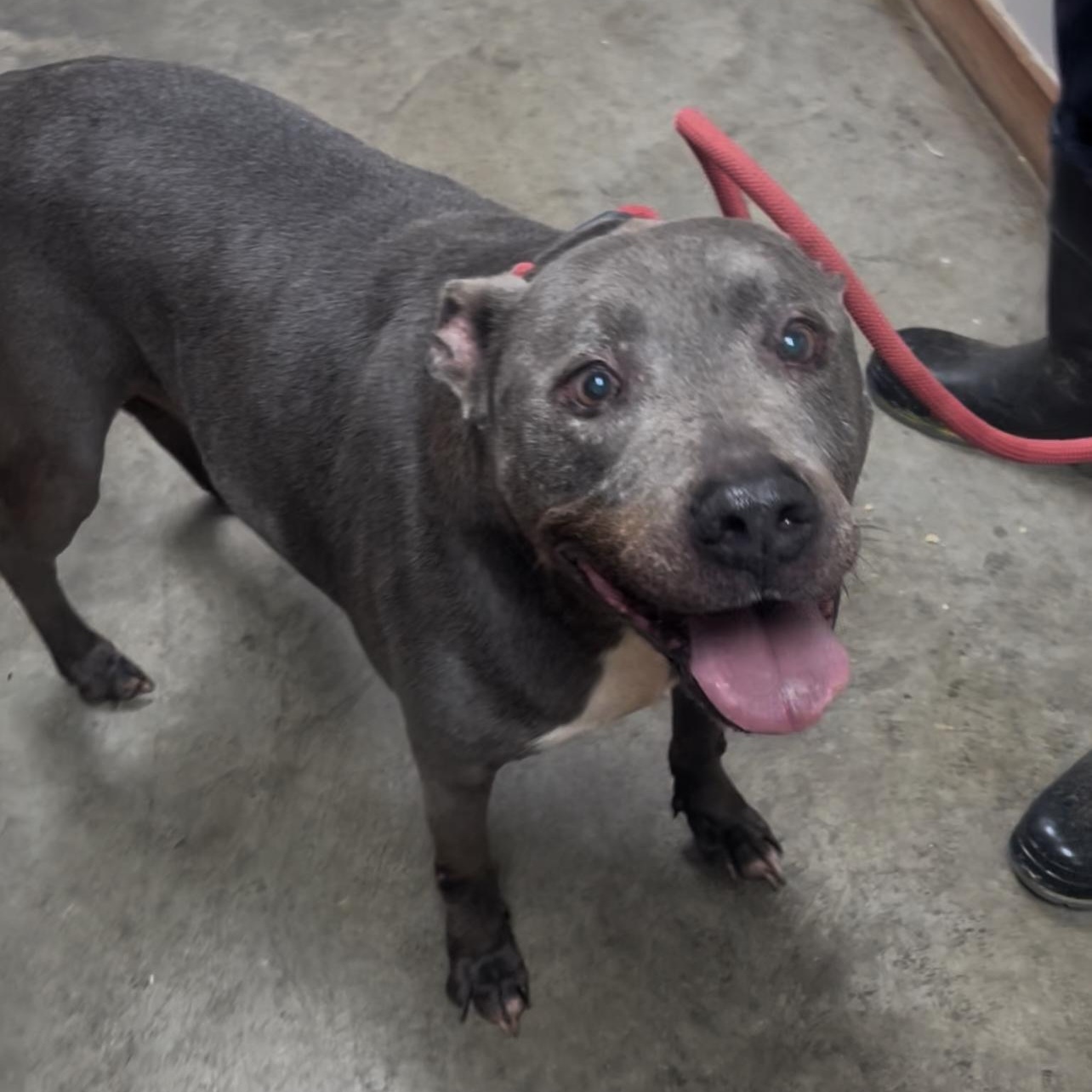 Max - Waived Adoption Fee