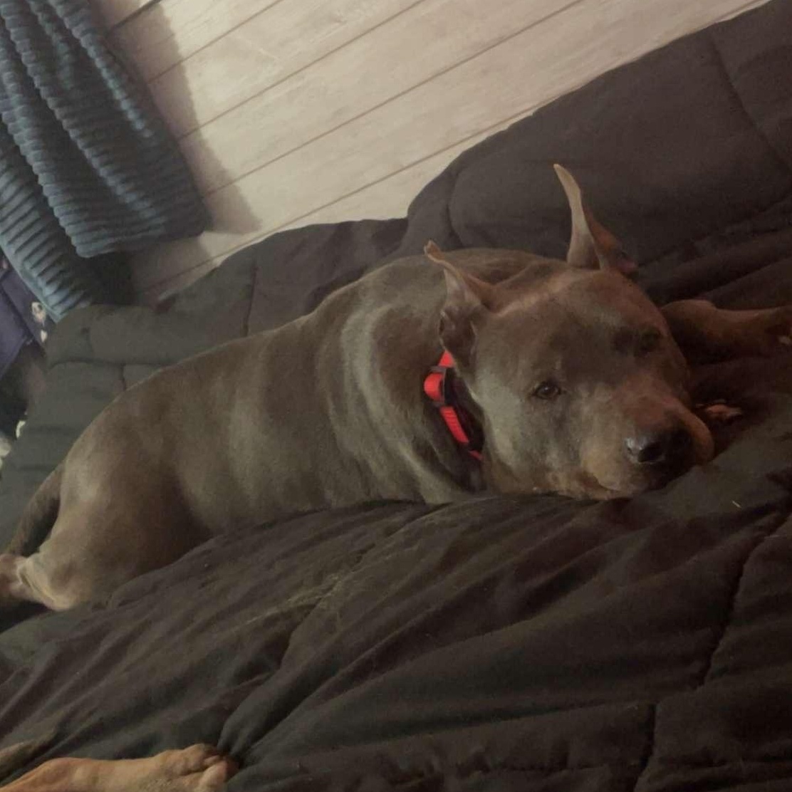 Max - Waived Adoption Fee