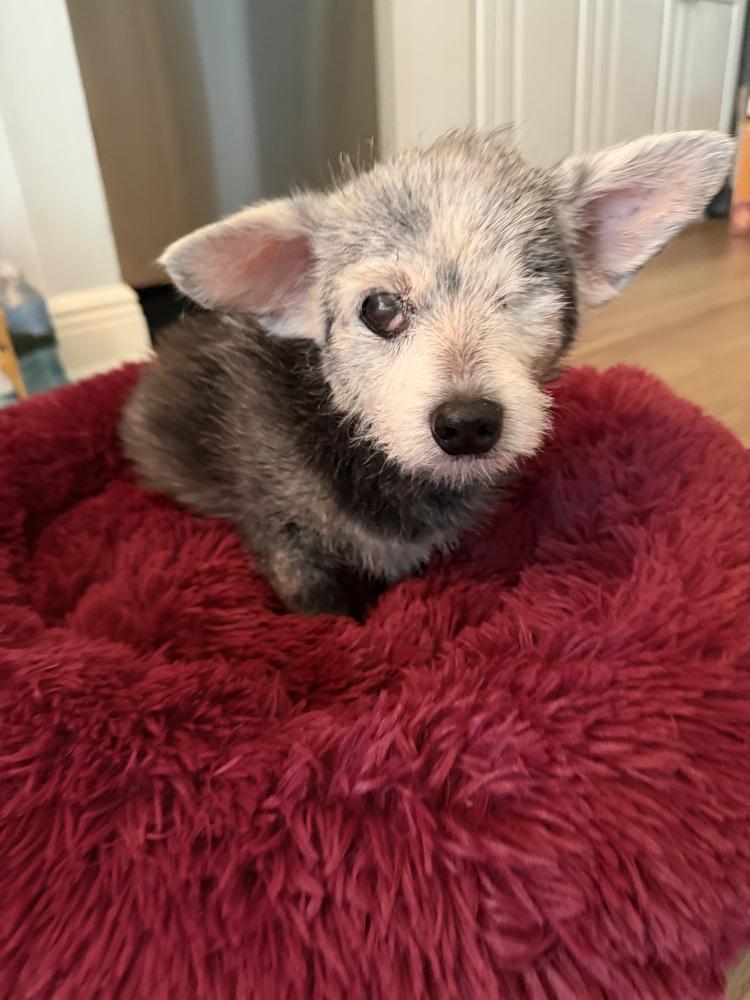 Little Daisy, Adoptable, Senior Female Mixed Breed.