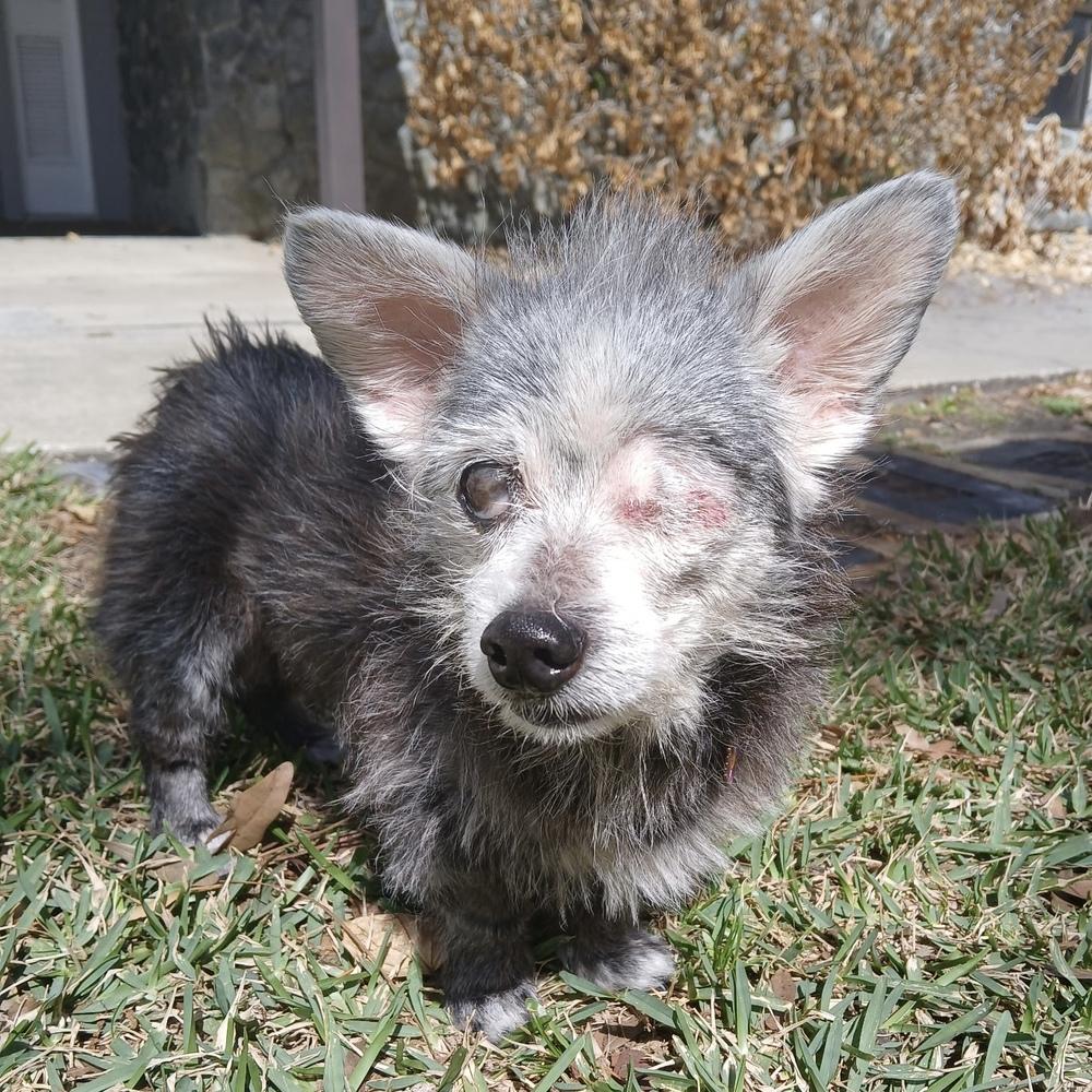 Little Daisy, Adoptable, Senior Female Mixed Breed.