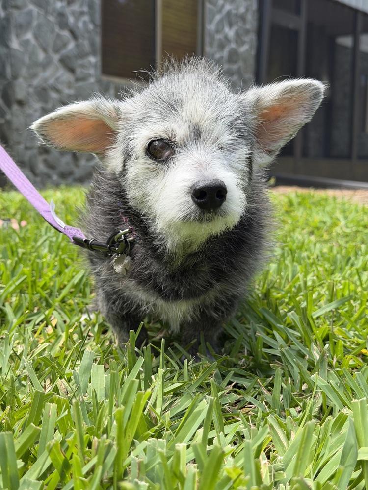 Enlarge Little Daisy, a Adoptable mixed breed in Melbourne Beach, FL image 3/4