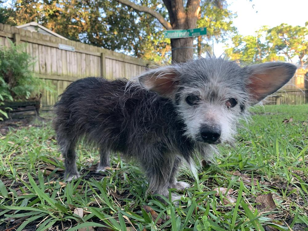 Enlarge Little Daisy, a Adoptable mixed breed in Melbourne Beach, FL image 2/2