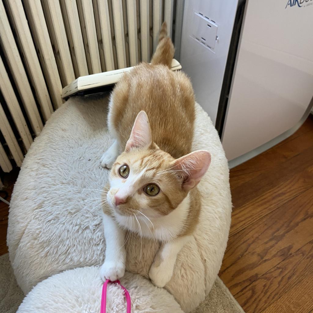 Benny, Adoptable, Adult Male Domestic Short Hair.