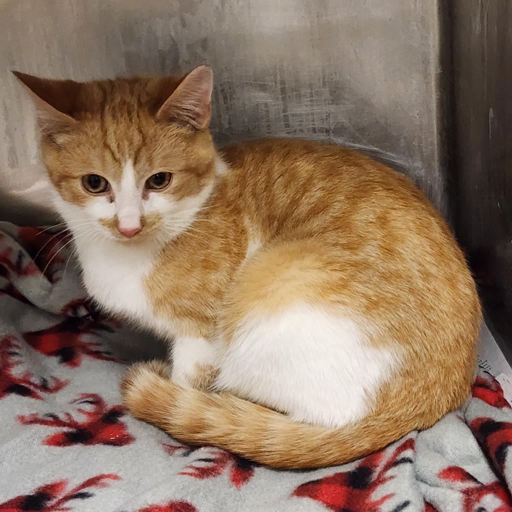 Enlarge Benny, a Adoptable Domestic Short Hair in Fairfax Station, VA image 2/2