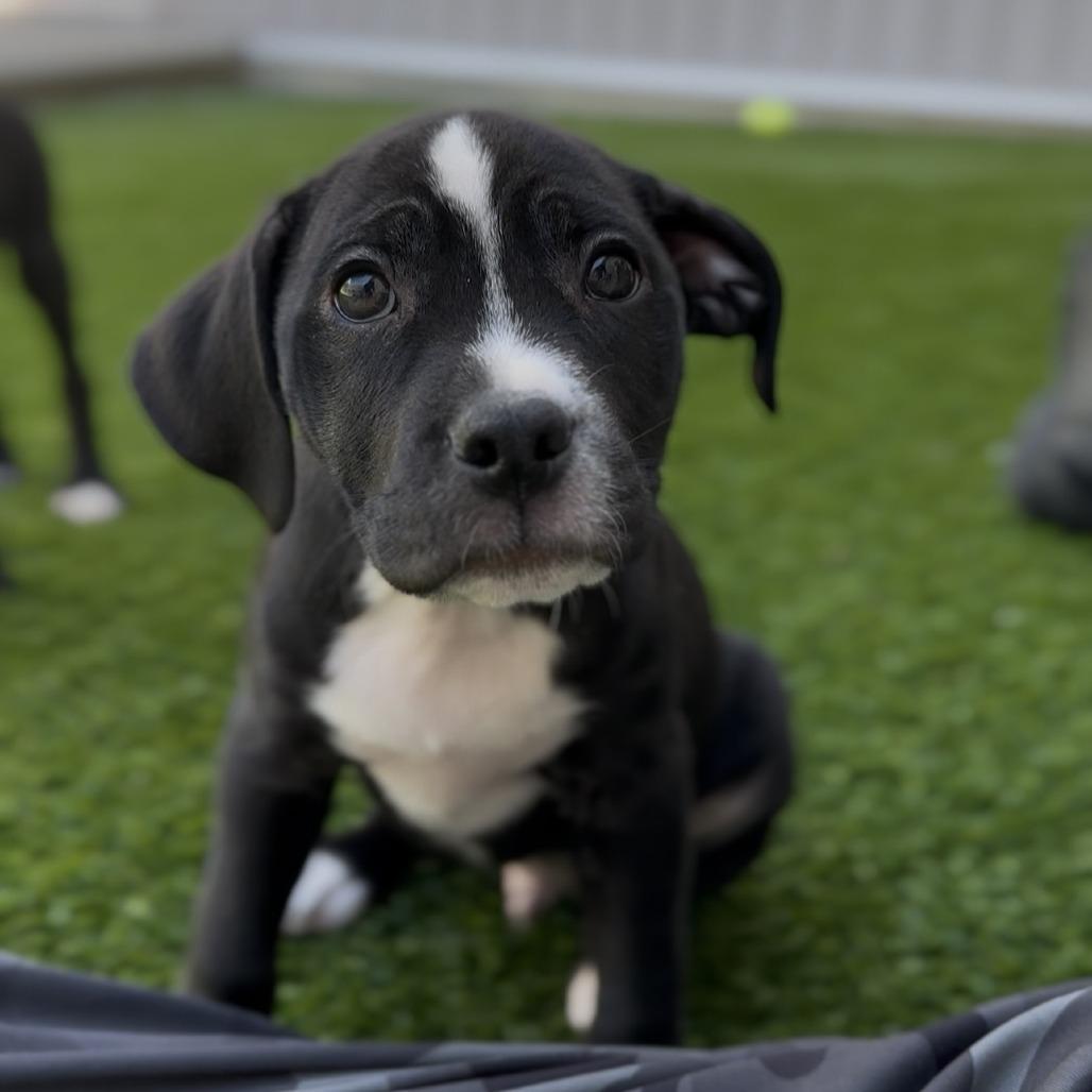 Dagger, a Adoptable Mixed Breed in Bedford, NH image 3/3