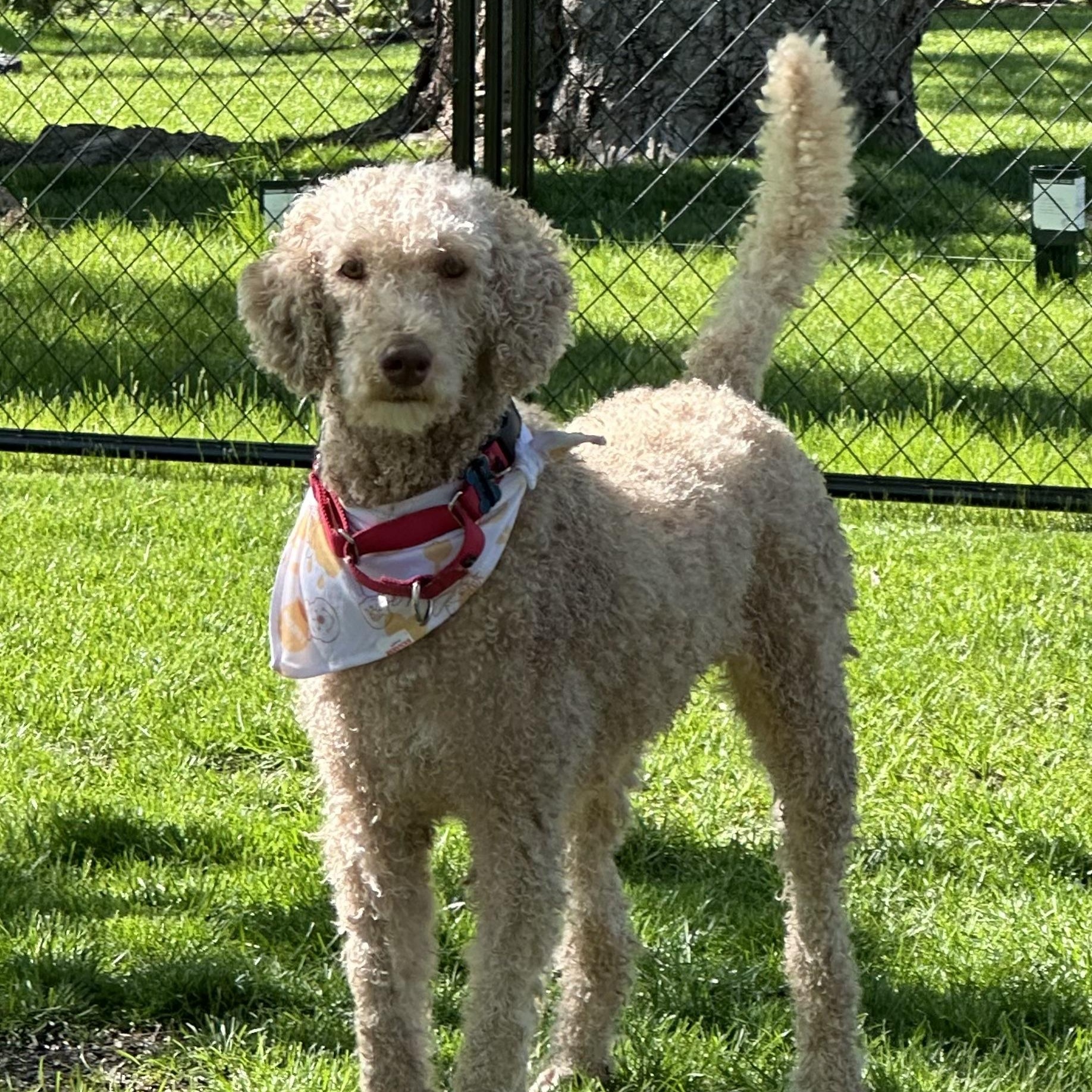 Anubis, Young Male Poodle