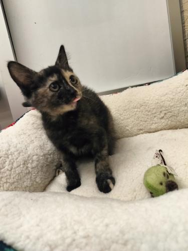 Enlarge Sable, a Adoptable Tortoiseshell in Parlier, CA image 1/6