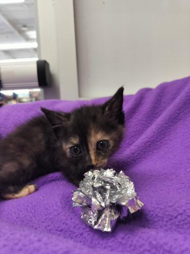 Enlarge Sable, a Adoptable Tortoiseshell in Parlier, CA image 2/6