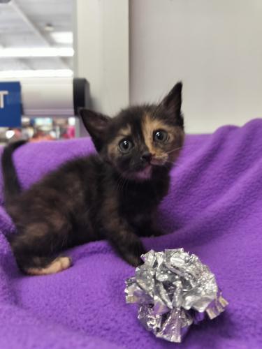 Enlarge Sable, a Adoptable Tortoiseshell in Parlier, CA image 3/6