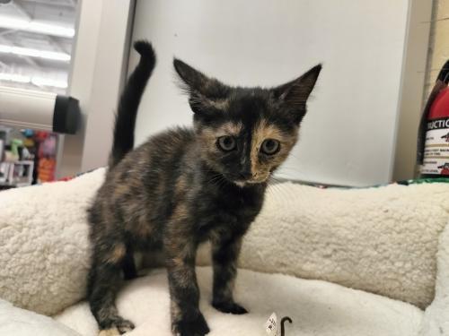 Enlarge Sable, a Adoptable Tortoiseshell in Parlier, CA image 4/6