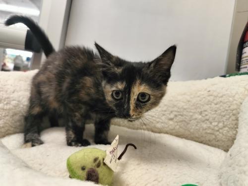 Enlarge Sable, a Adoptable Tortoiseshell in Parlier, CA image 5/6