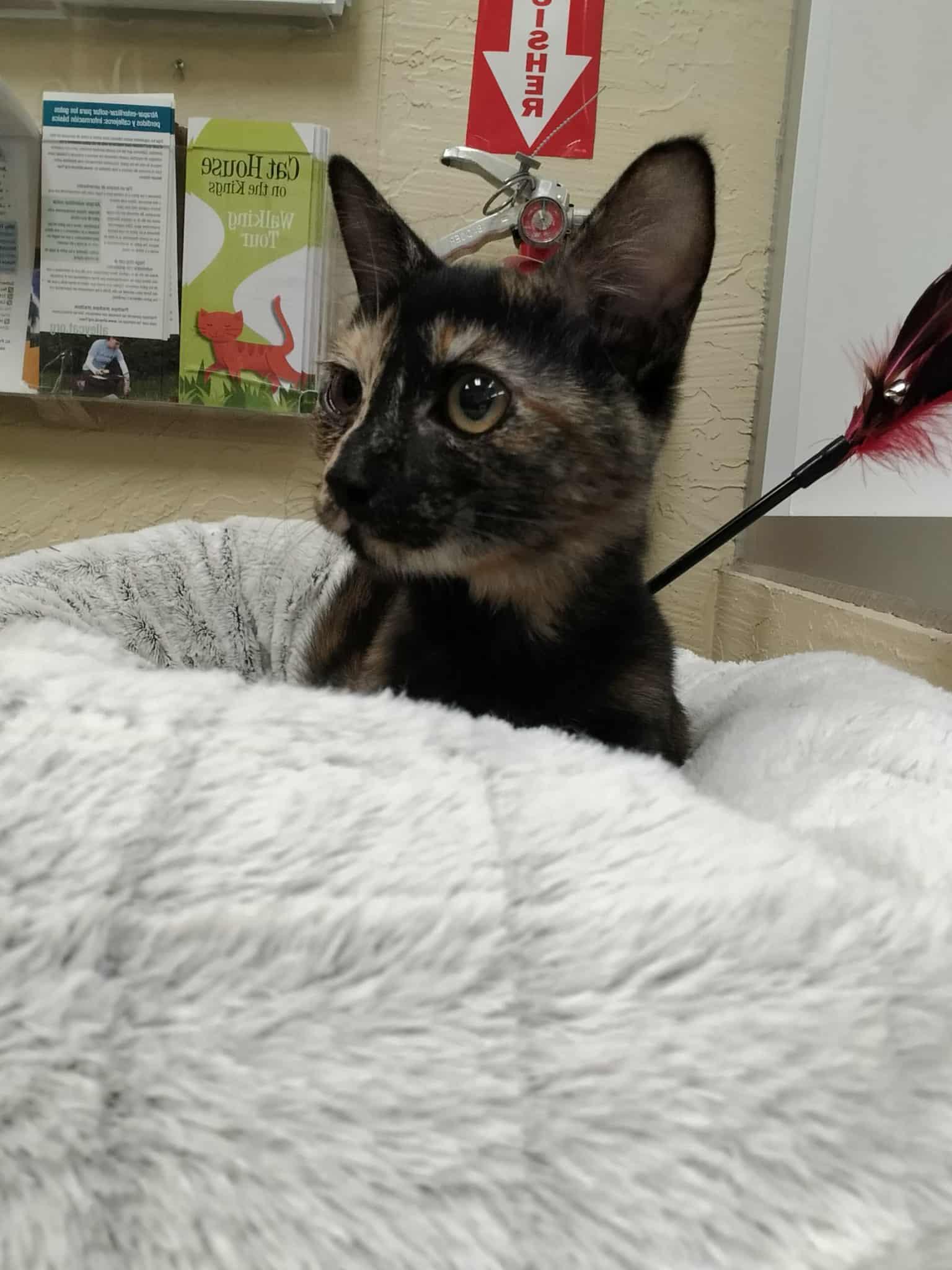 Enlarge Sable, a Adoptable Tortoiseshell in Parlier, CA image 6/6