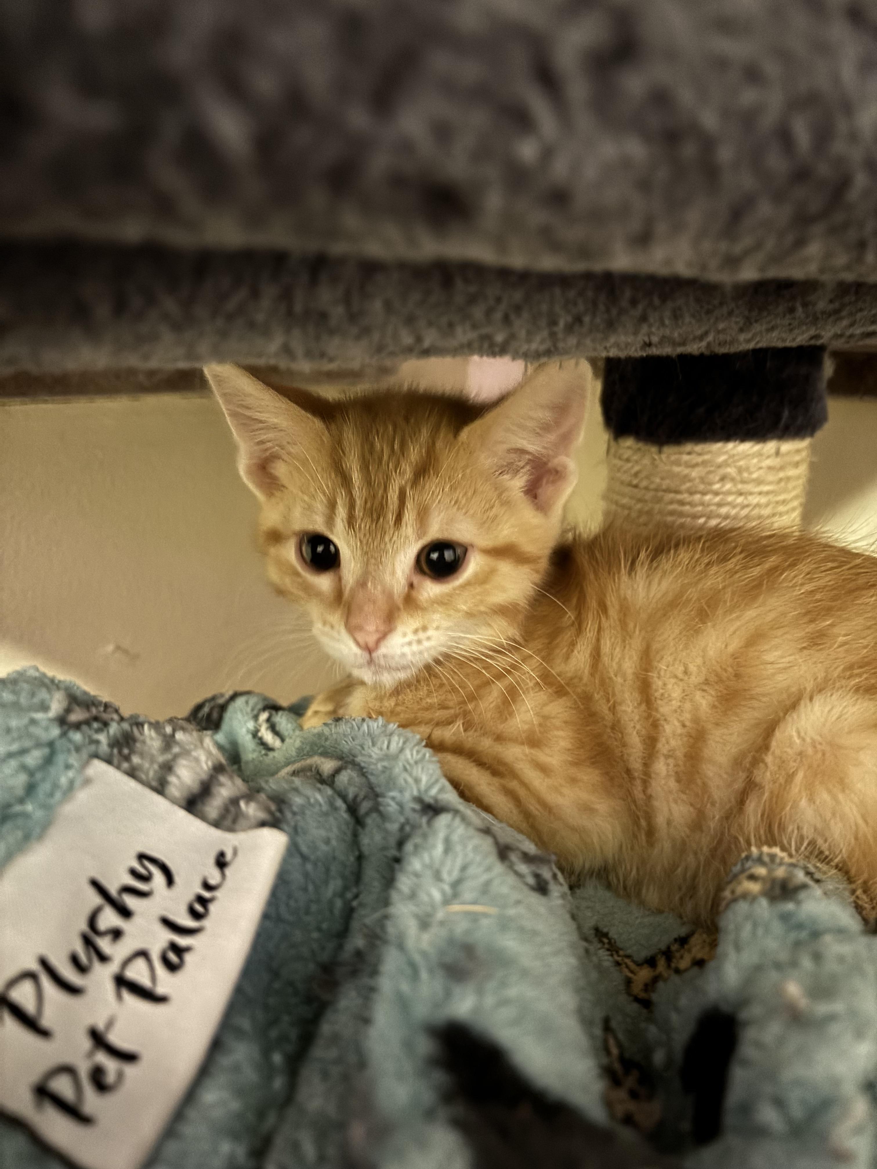 Jupiter, Adopted, Young Male Domestic Short Hair.
