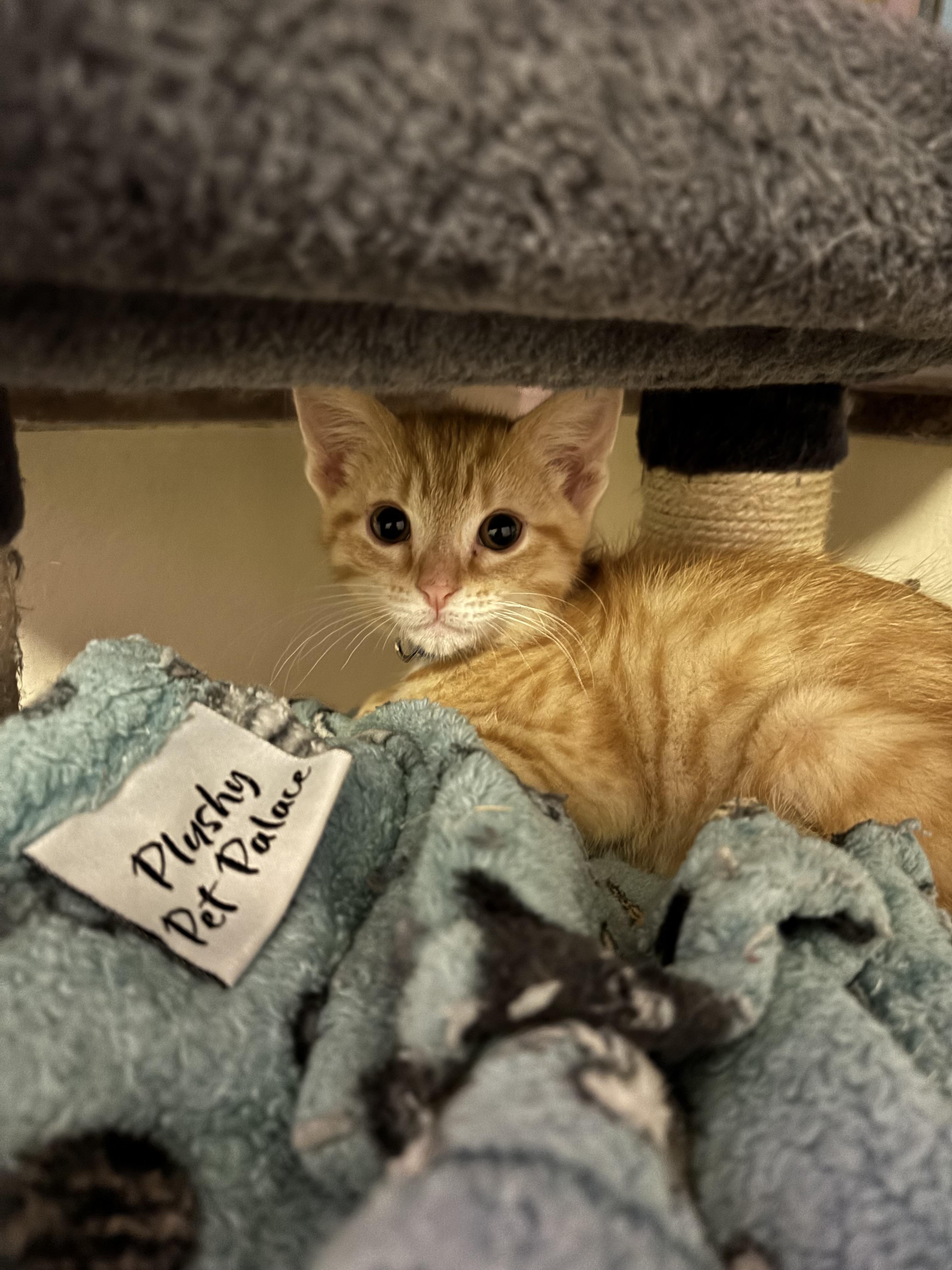 Jupiter, a Adopted mixed breed in Bethel Park, PA image 2/2