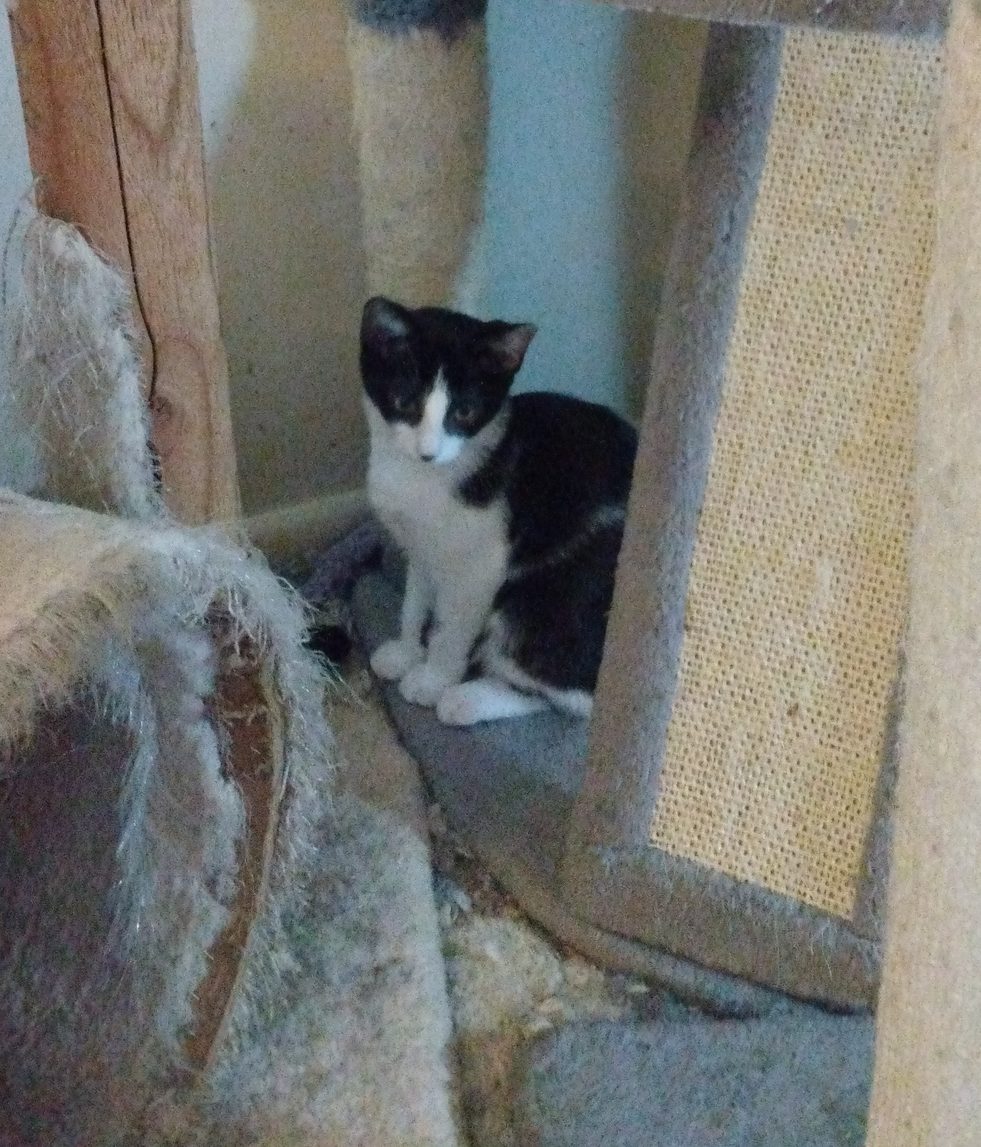 Yesterday, a Adoptable mixed breed in Kenhorst, PA image 3/3