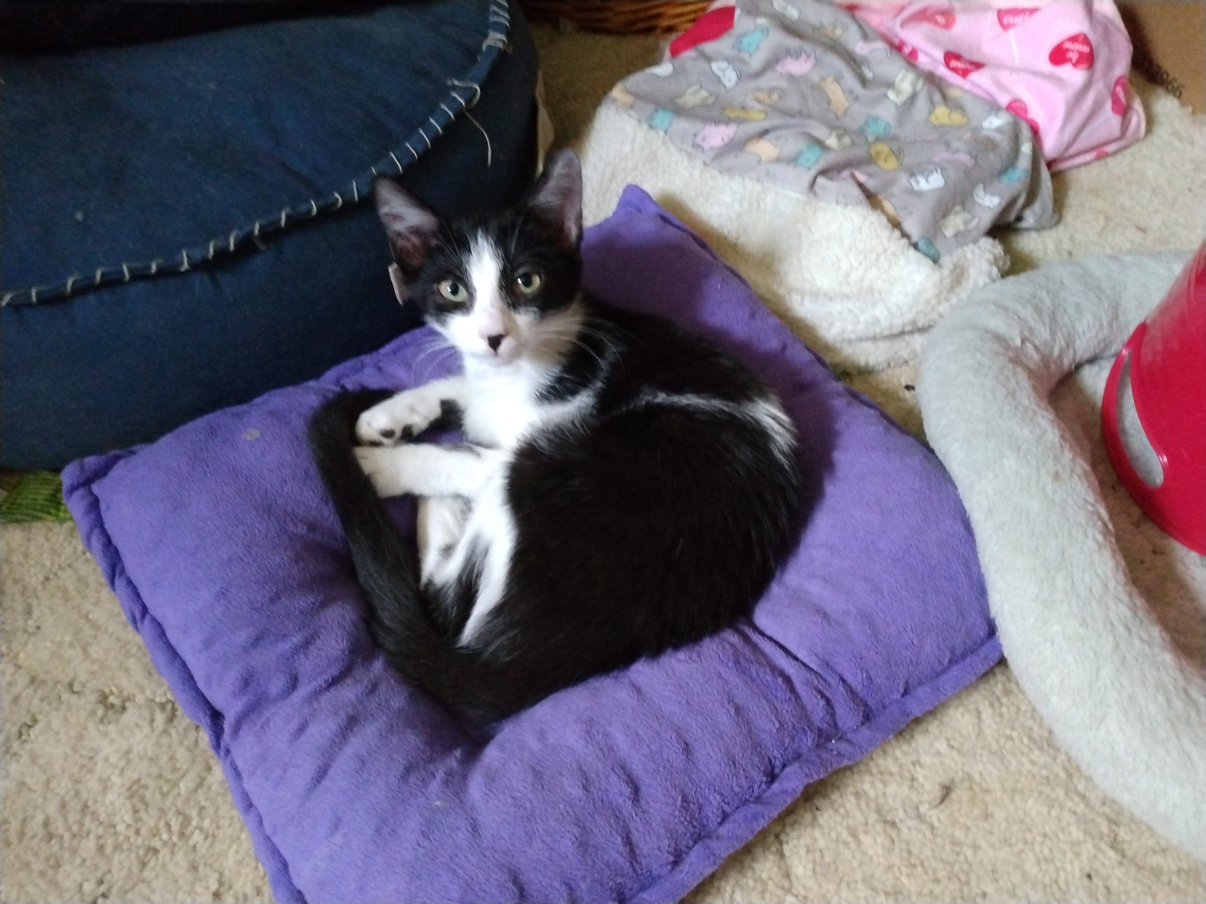 Yesterday, Baby Female Domestic Short Hair