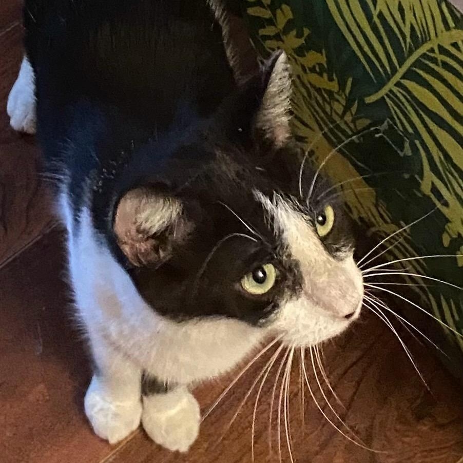 Yesterday, Adoptable, Kitten Female Domestic Short Hair.