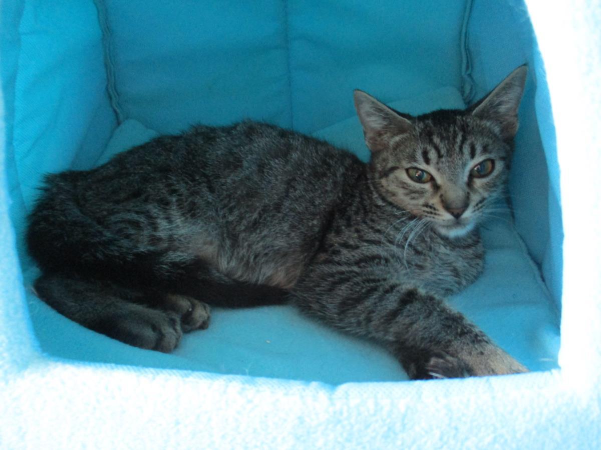 Theodore Chipmunk, Adoptable, Kitten Male Domestic Short Hair.