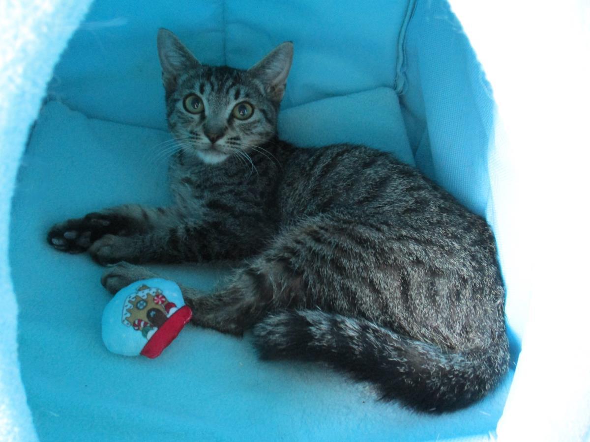 Theodore Chipmunk, a Adoptable Domestic Short Hair in Chandler, AZ image 2/2