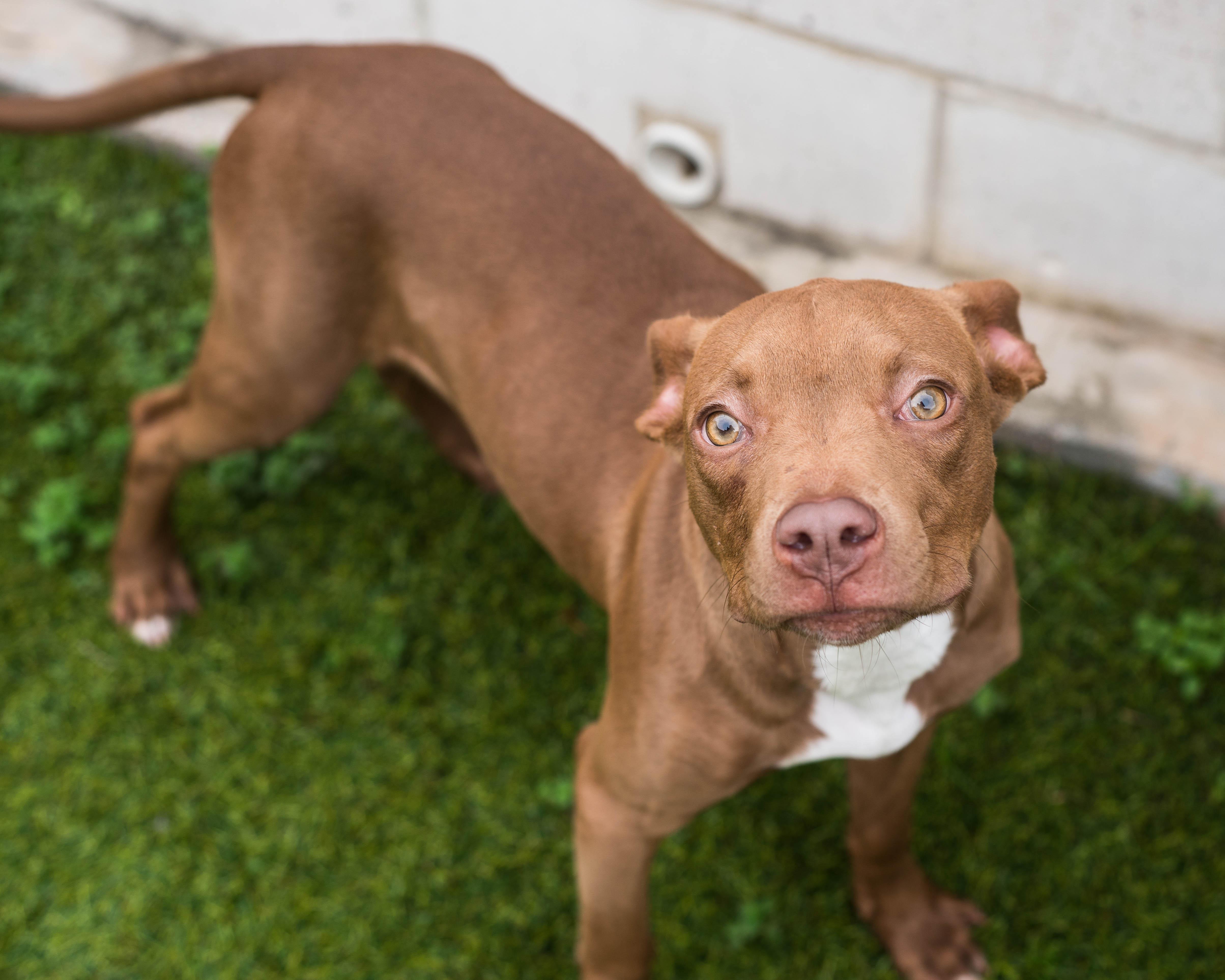 Enlarge Tawny, an adopted mixed breed in Mont Belvieu, TX image 2/2