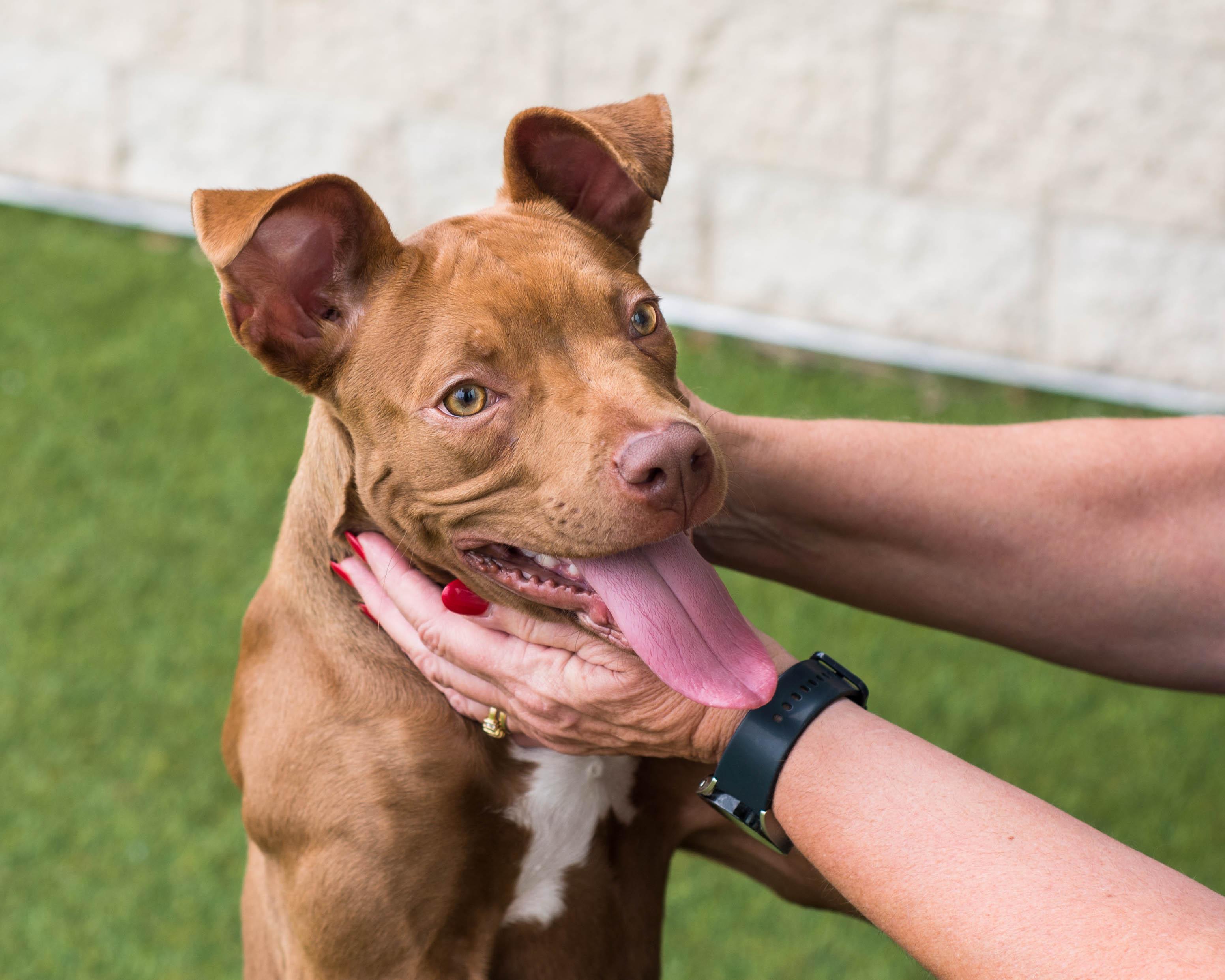 Enlarge Tawny, an adopted mixed breed in Mont Belvieu, TX image 1/2