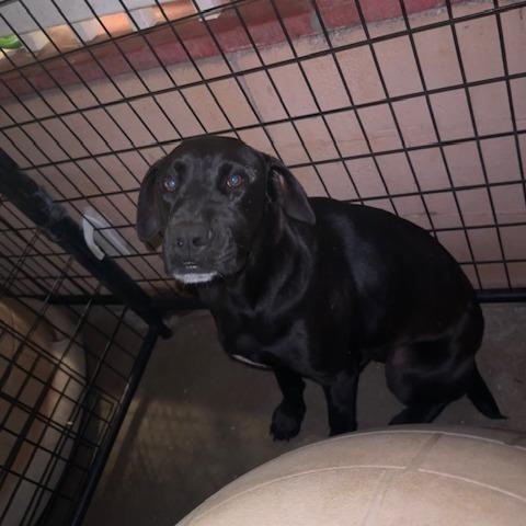 Midnight, Adoptable, Adult Female Black Labrador Retriever.