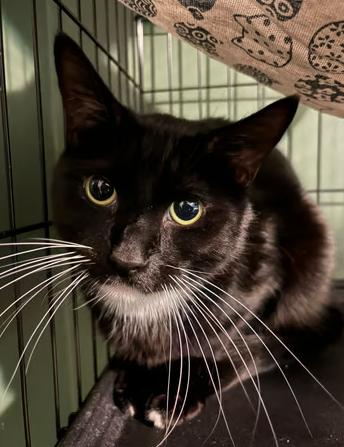 Oreo, Adoptable, Adult Male Domestic Short Hair.
