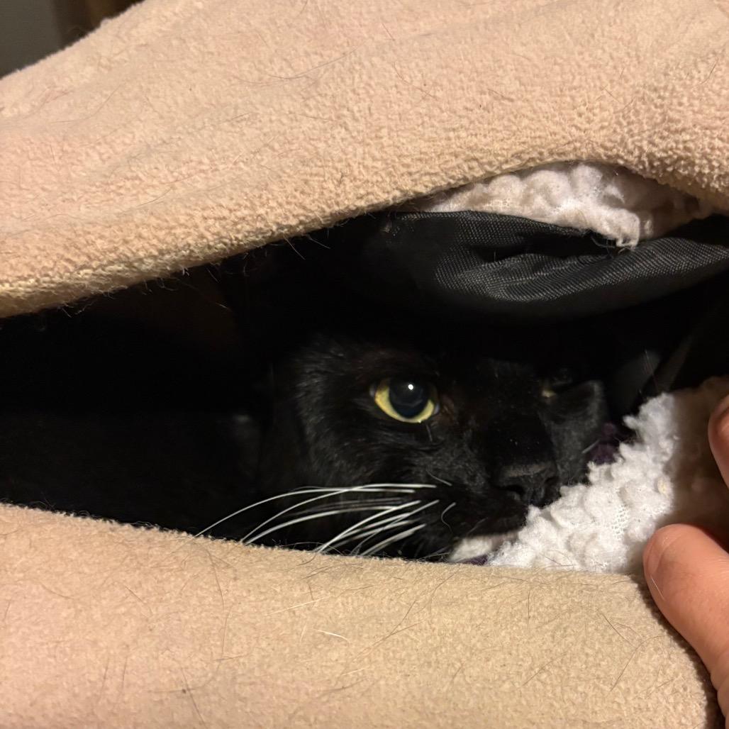 Oreo, Adoptable, Adult Male Domestic Short Hair.