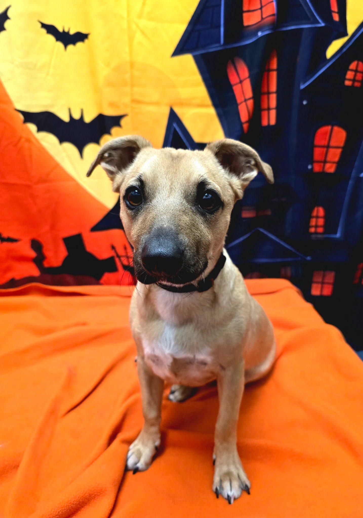 Chulo , Adoptable, Young Male Dachshund & Chihuahua.