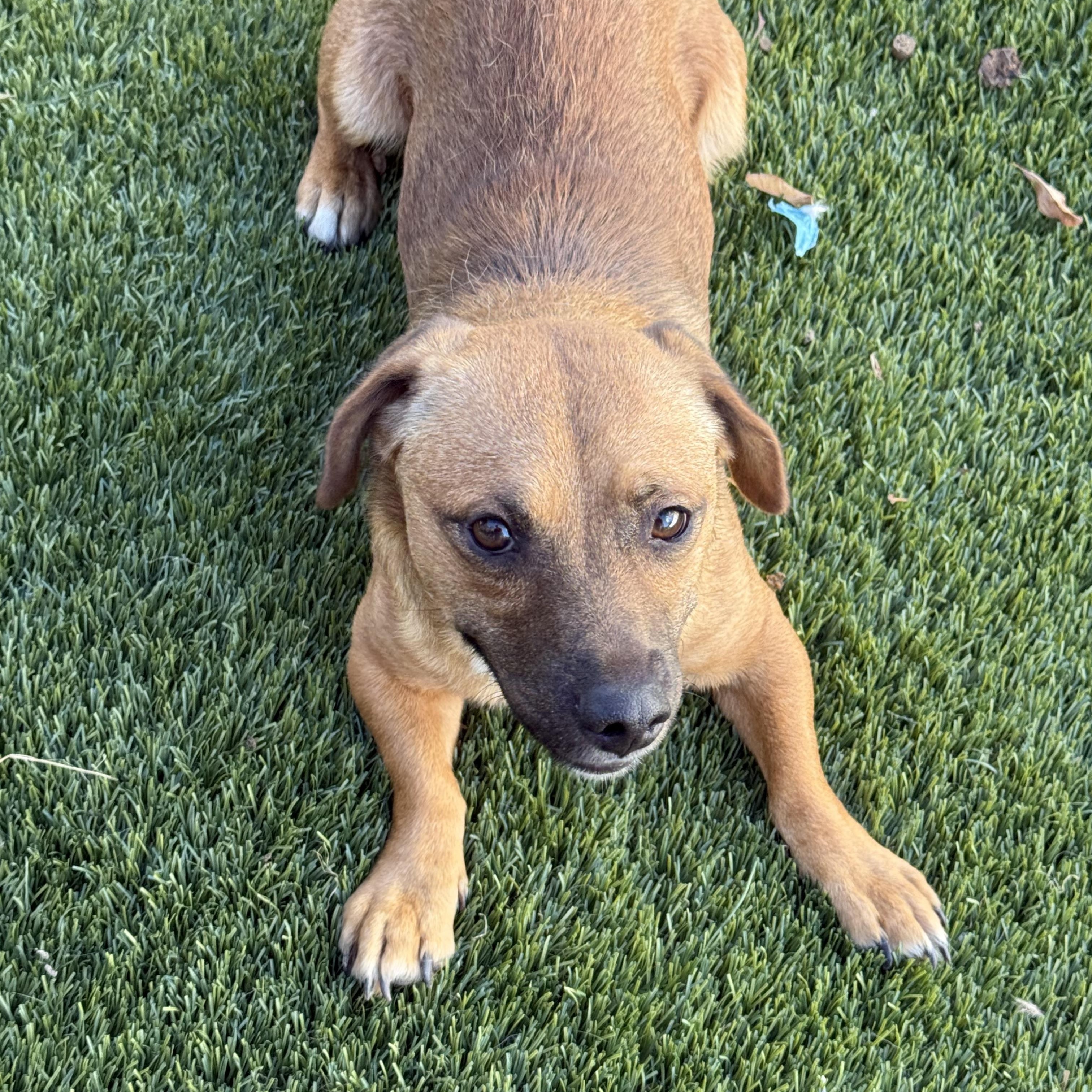 Chulo , a Adoptable mixed breed in West Valley, UT image 2/2
