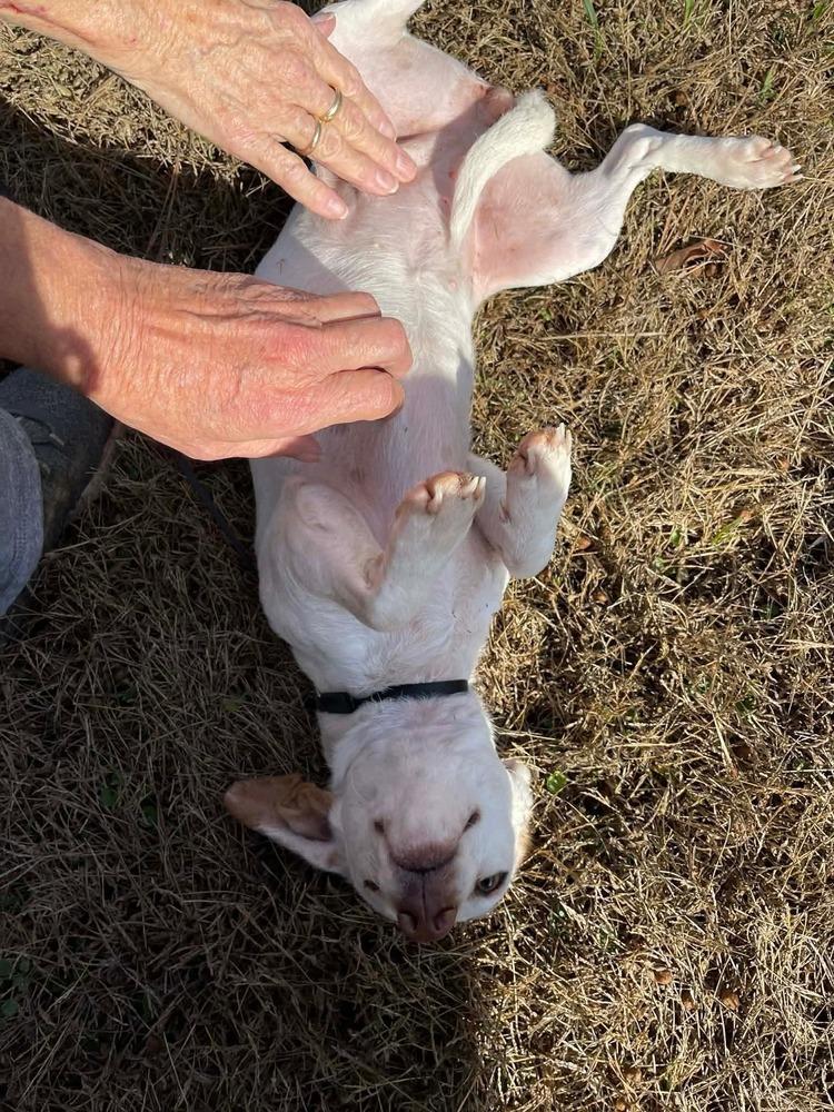 Enlarge Rubi, a Adoptable mixed breed in Groveland, MA image 1/2