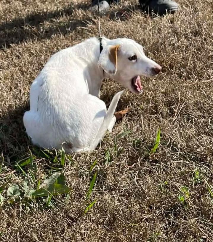 Enlarge Rubi, a Adoptable mixed breed in Groveland, MA image 2/2