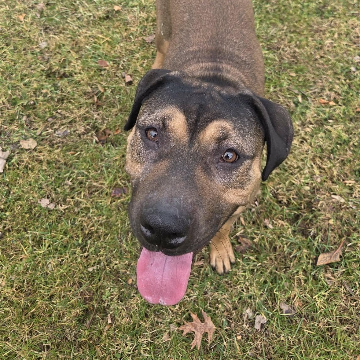 Enlarge Sheva Ask to Meet! In Foster!, an adoptable mixed breed in Elyria, OH image 2/6