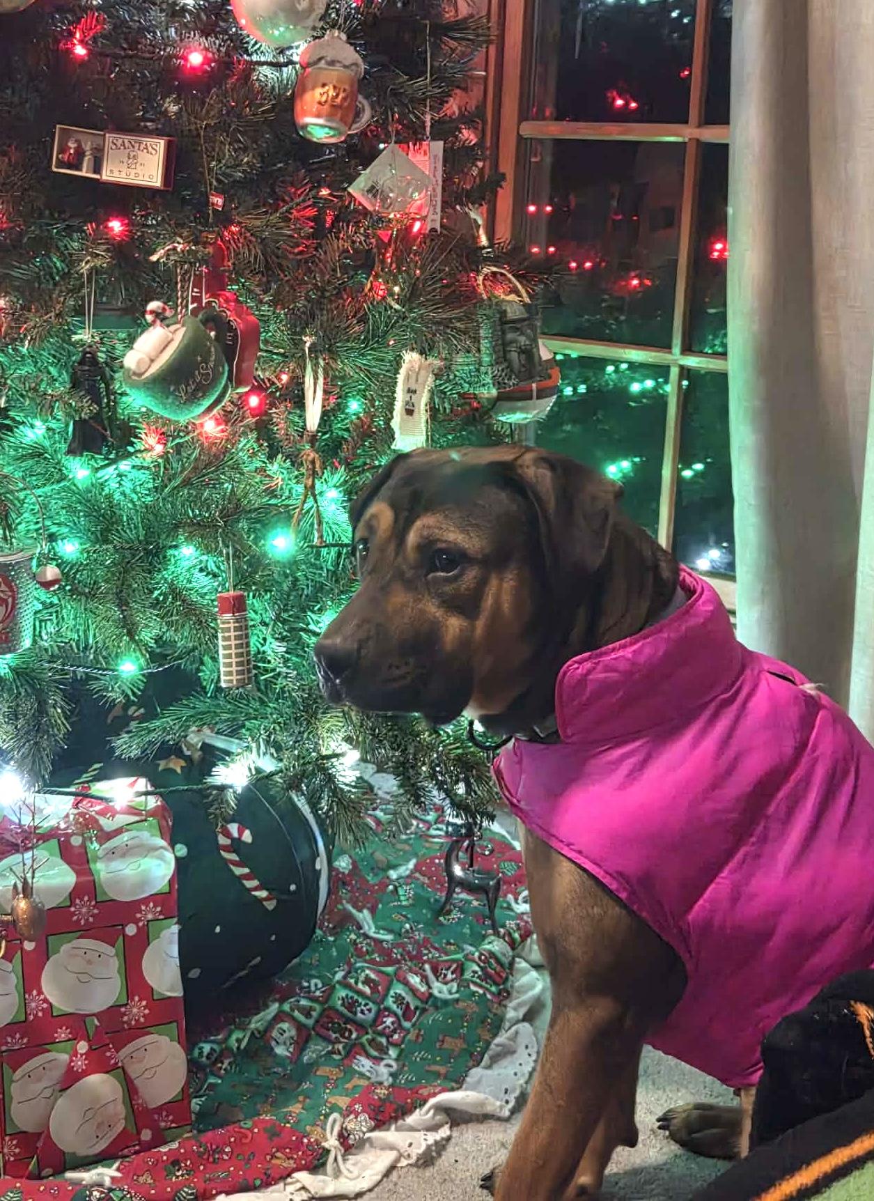 Sheva Ask to Meet! In Foster!, adoptable, Young Female Terrier & Mixed Breed.