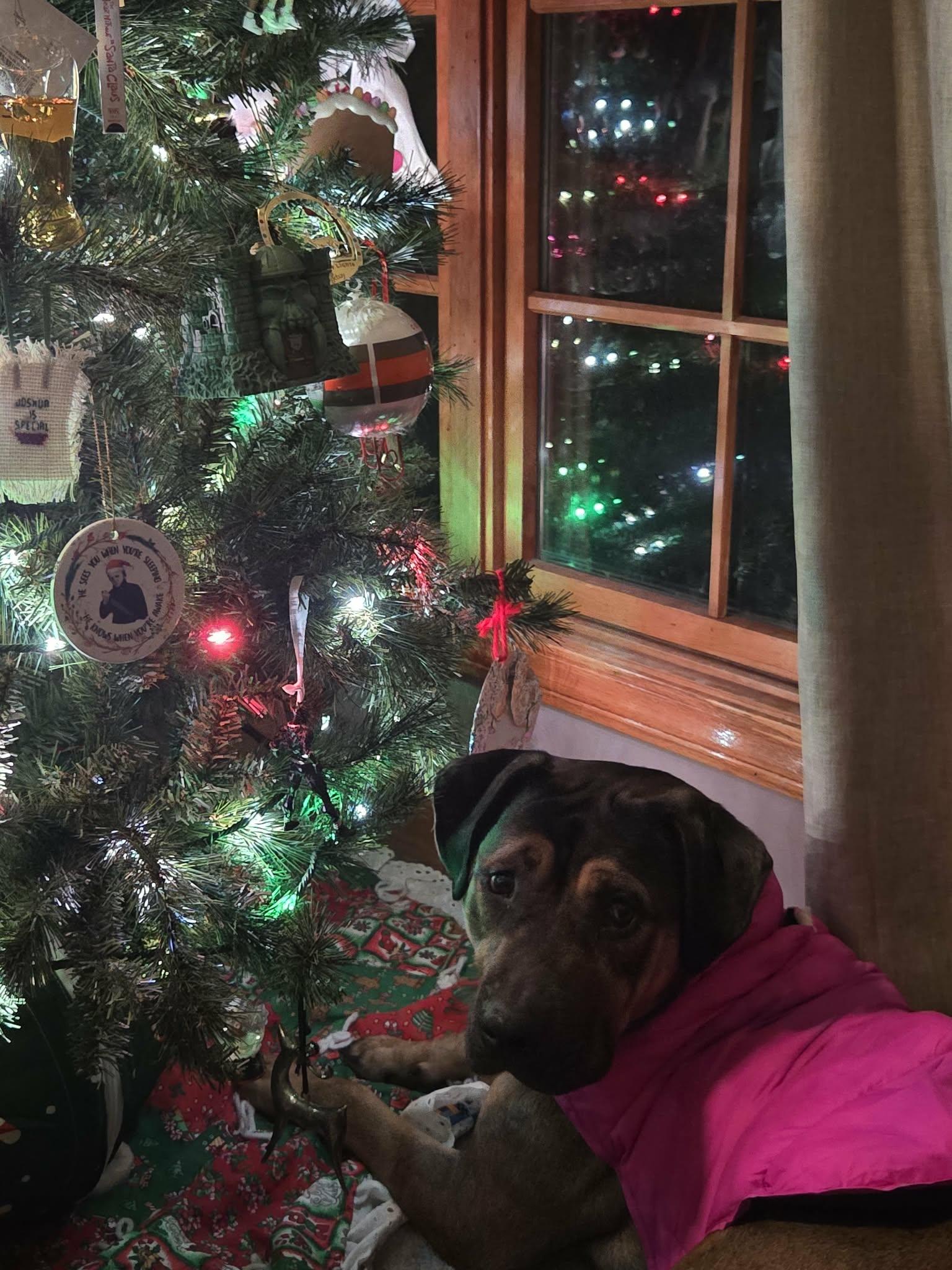 Enlarge Sheva Ask to Meet! In Foster!, an adoptable mixed breed in Elyria, OH image 6/6