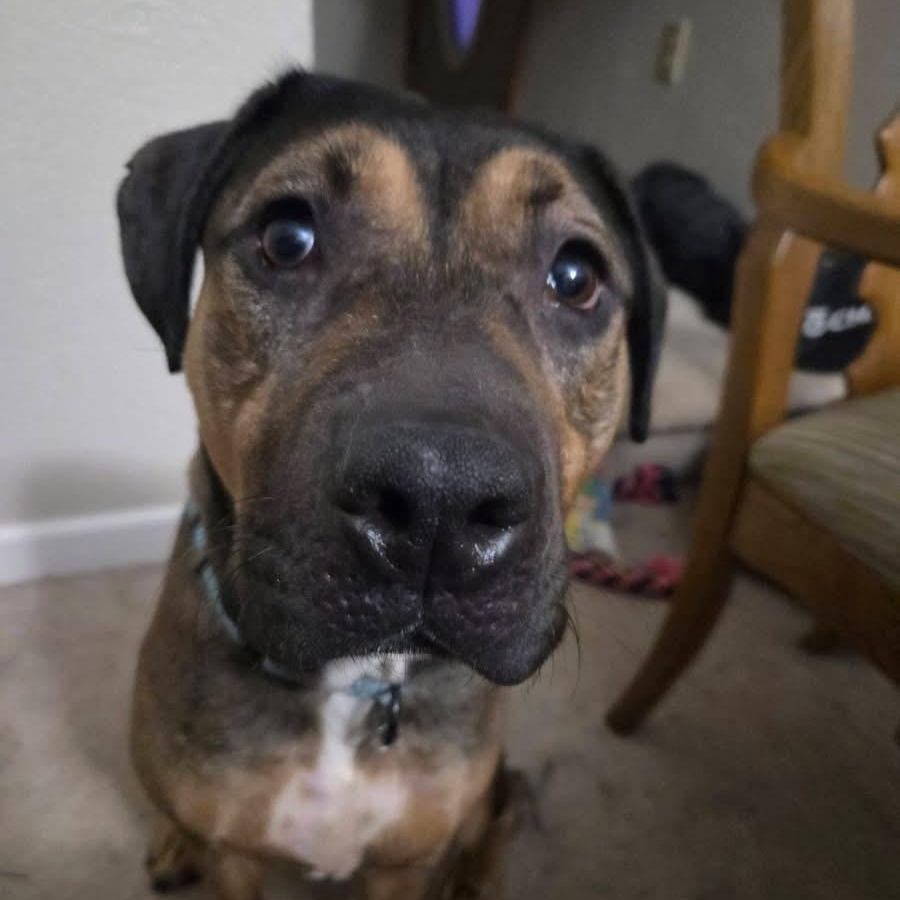 Enlarge Sheva Ask to Meet! In Foster!, an adoptable mixed breed in Elyria, OH image 4/6