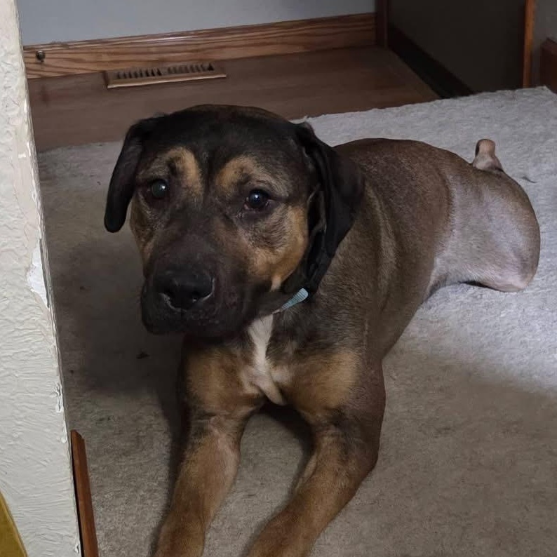 Enlarge Sheva Ask to Meet! In Foster!, an adoptable mixed breed in Elyria, OH image 5/6