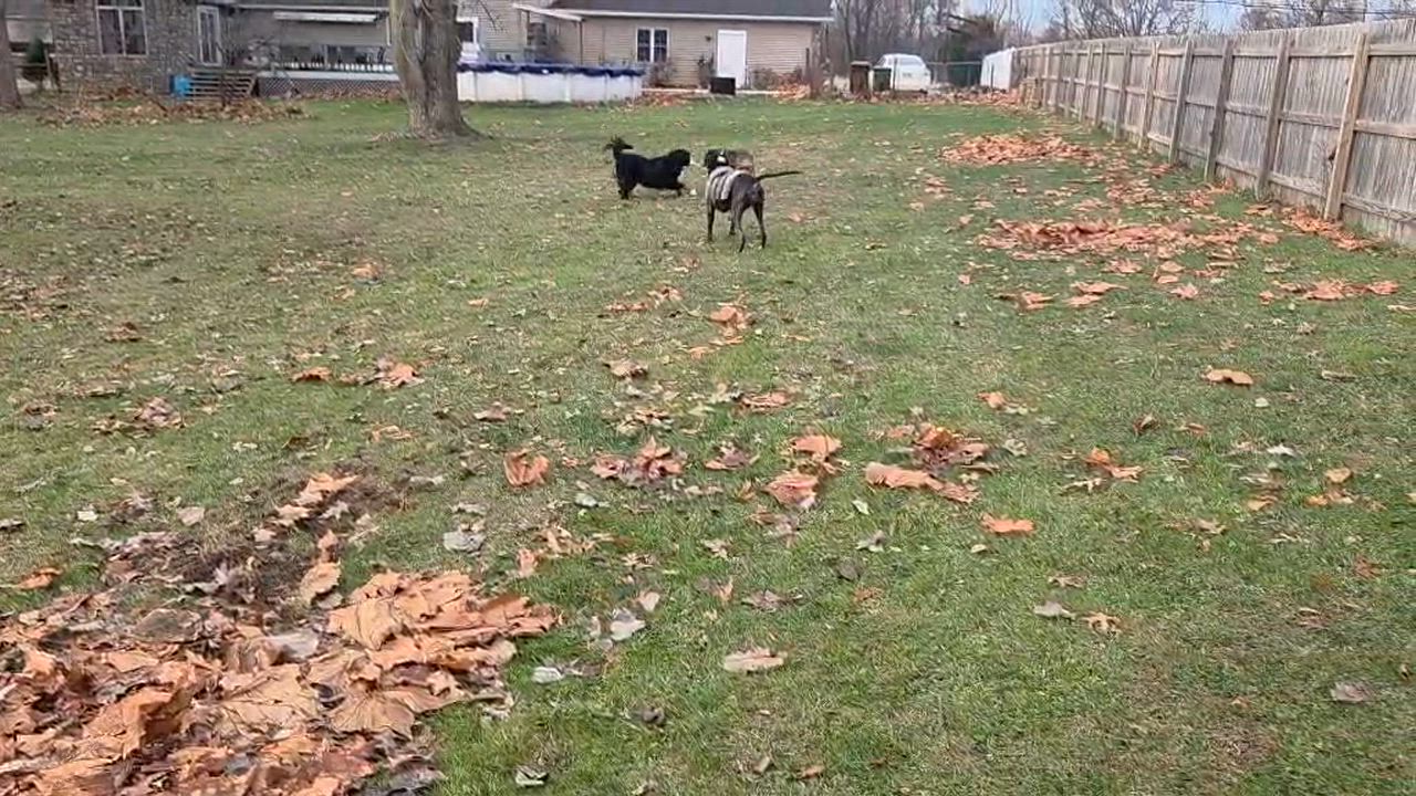 Enlarge Sheva Ask to Meet! In Foster!, an adoptable mixed breed in Elyria, OH video 3/6