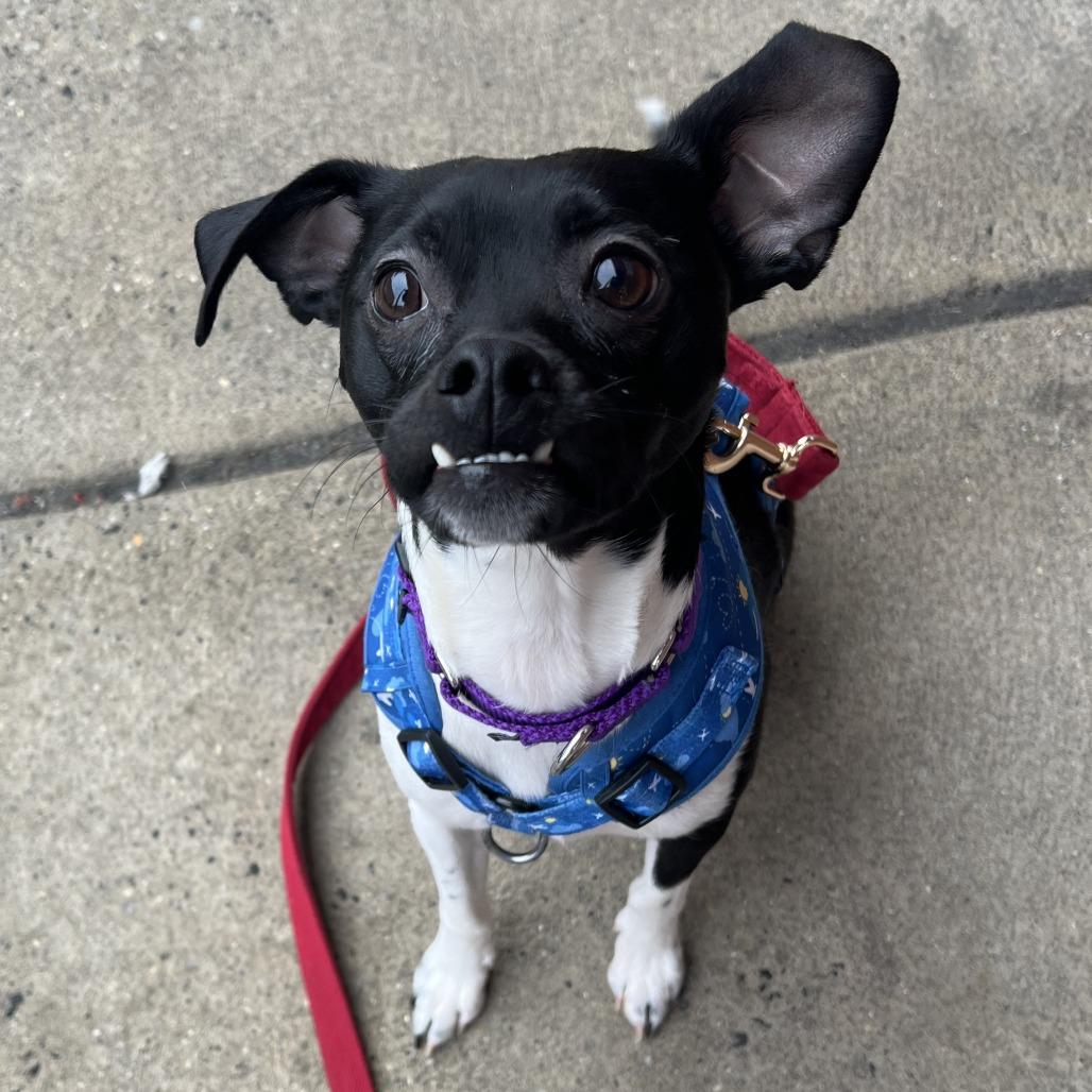 Side Salad — thumbnail 2