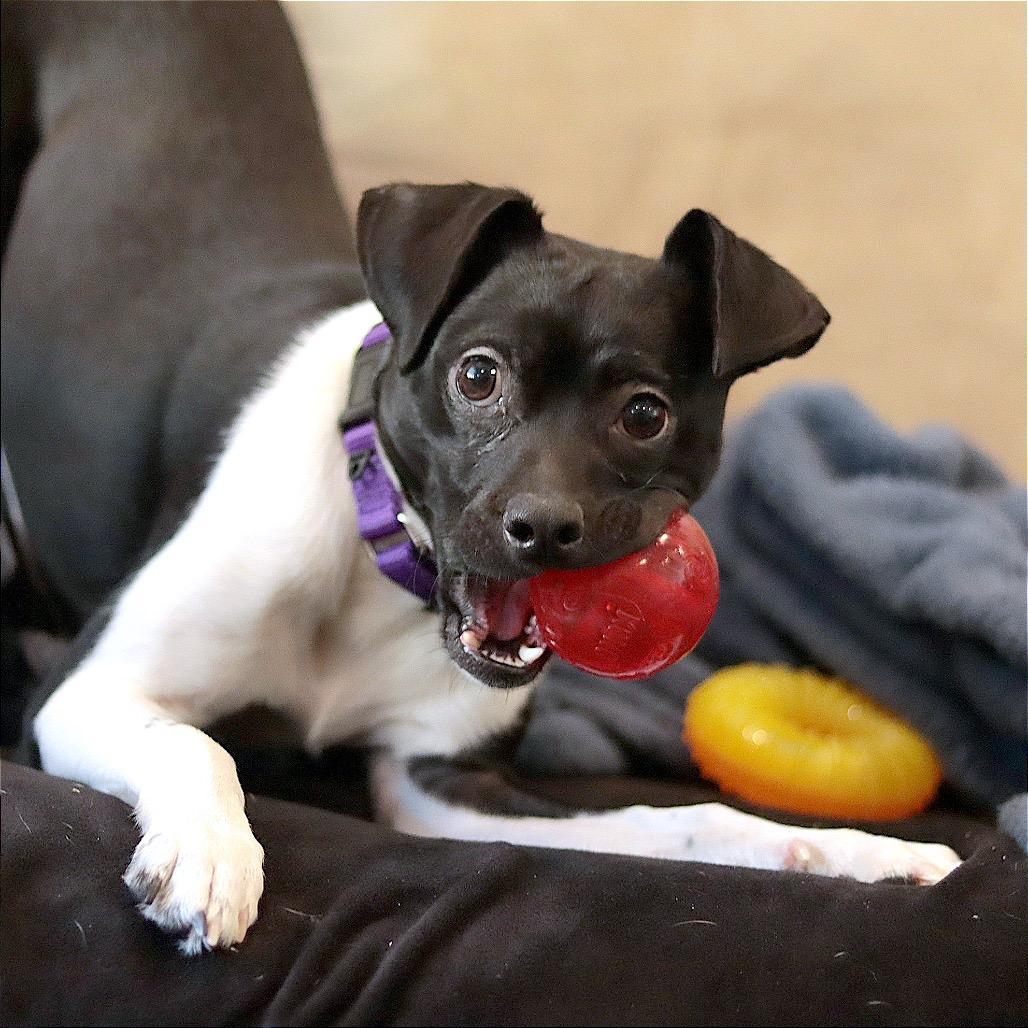 Side Salad — thumbnail 3