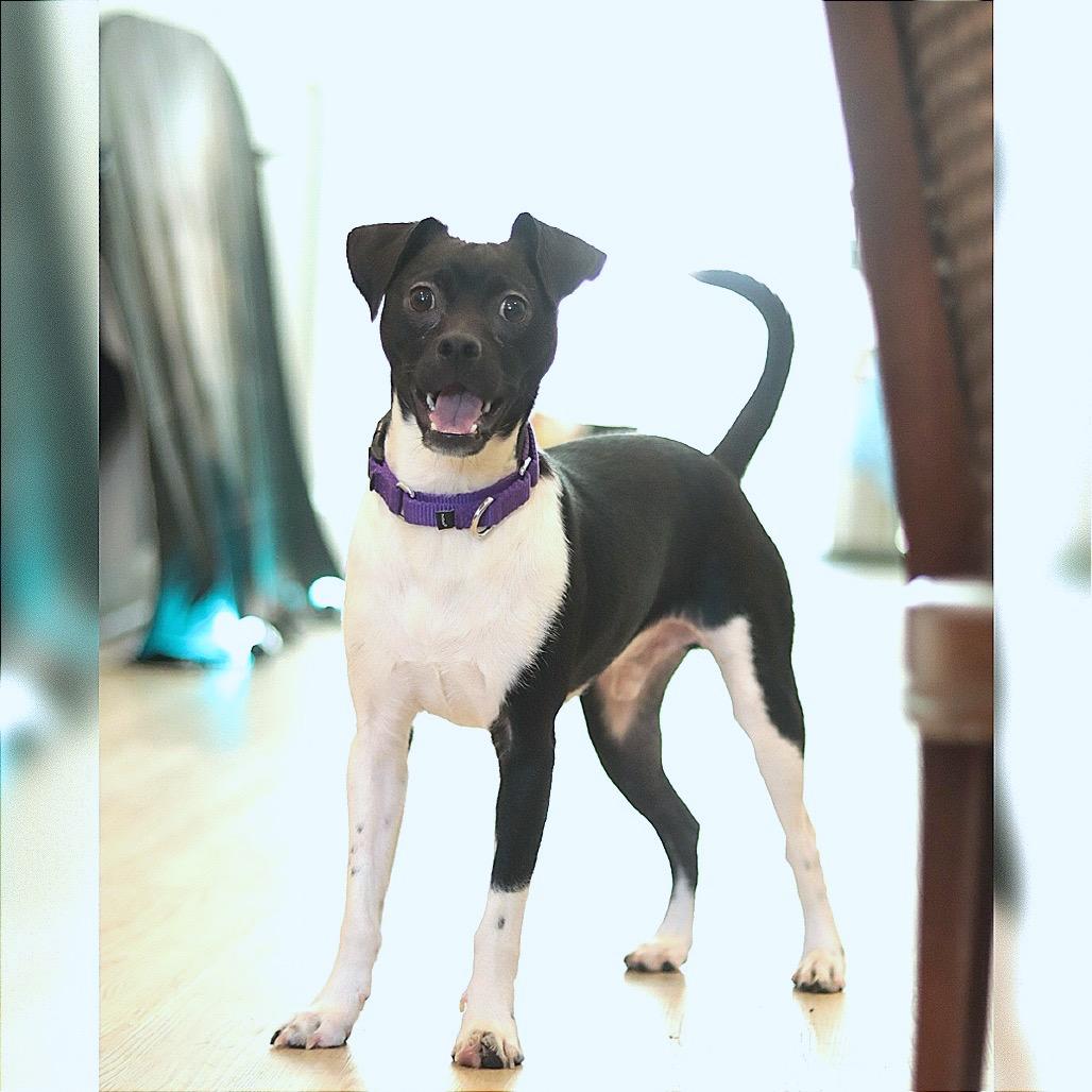 Side Salad — thumbnail 4