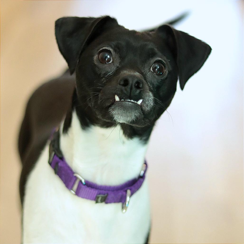 Side Salad — thumbnail 5