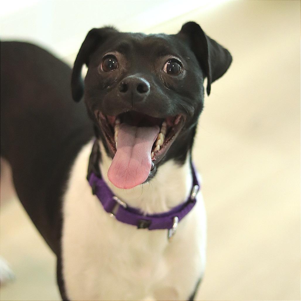 Side Salad — thumbnail 6