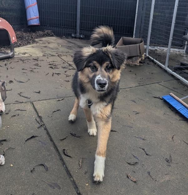 Robbie, Adoptable, Young Male Australian Shepherd.