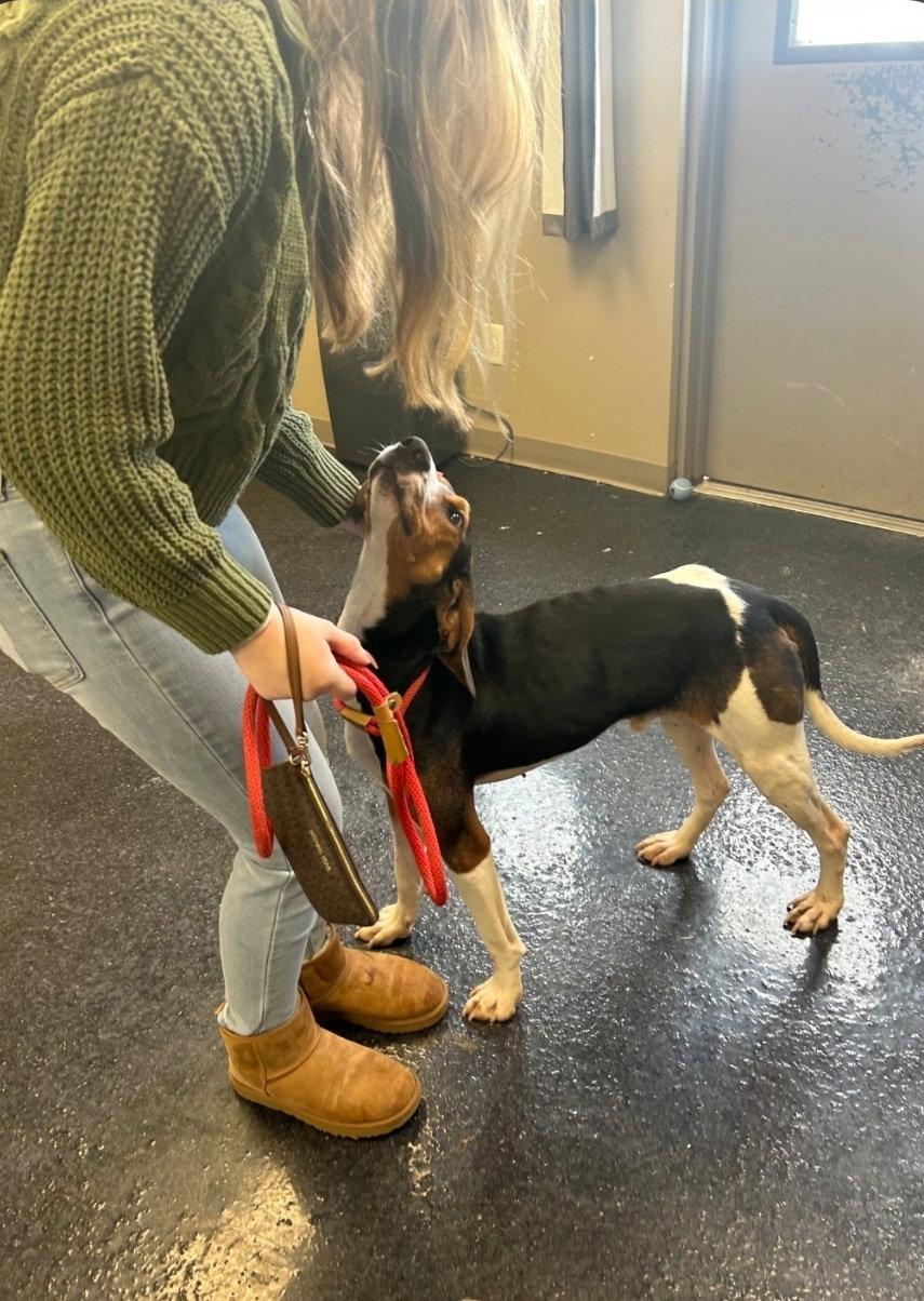 Hermit aka Banx, Adopted, Adult Male Hound.