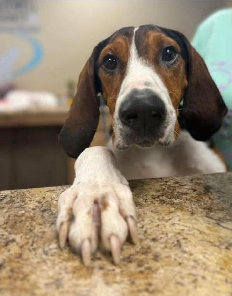 Hermit aka Banx, a Adopted Hound in Blackwood, NJ image 3/3
