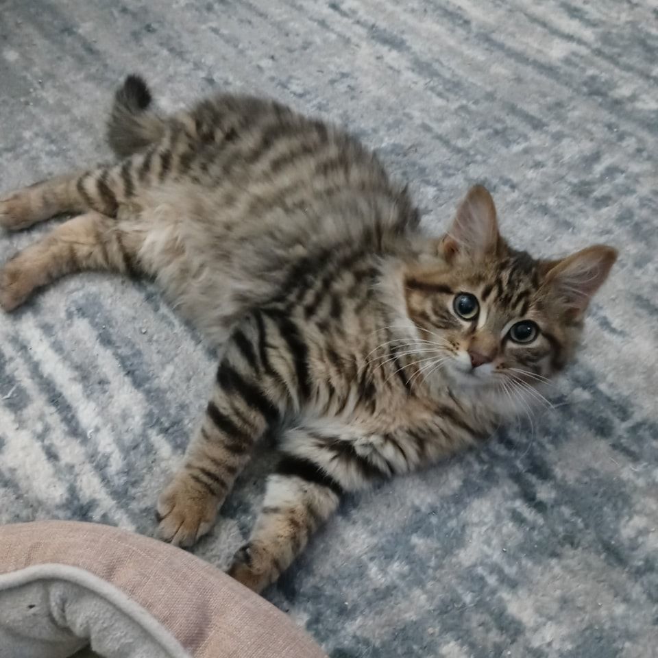 Gustaf, Adopted, Kitten Male Domestic Long Hair.